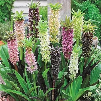 Votaniki Pineapple Lily Eucomis Mixture Flowers Bulbs Long Lasting Flowers for Gardens & Pots | Summer Blooming Easy-Care Perennials 3 Pack