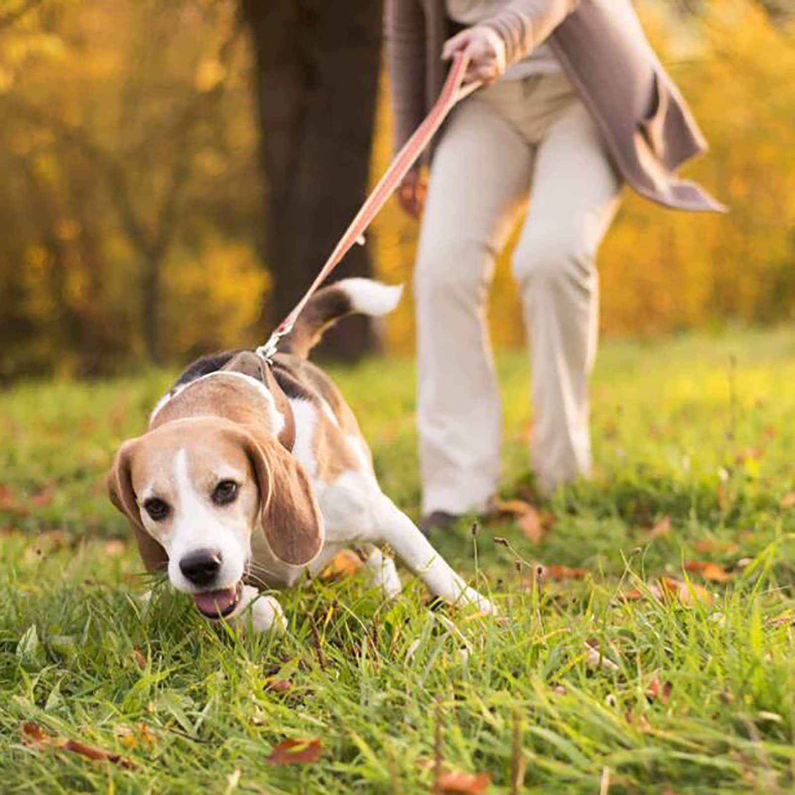 Generic Laisse rétractable pour Chien de 16,4 Pieds, très résistante, pour Chien ou Chat de Taille X-Small/Small/Medium/Large. Légère et Non emmêlante, Elle s'attache d'une Seule Main