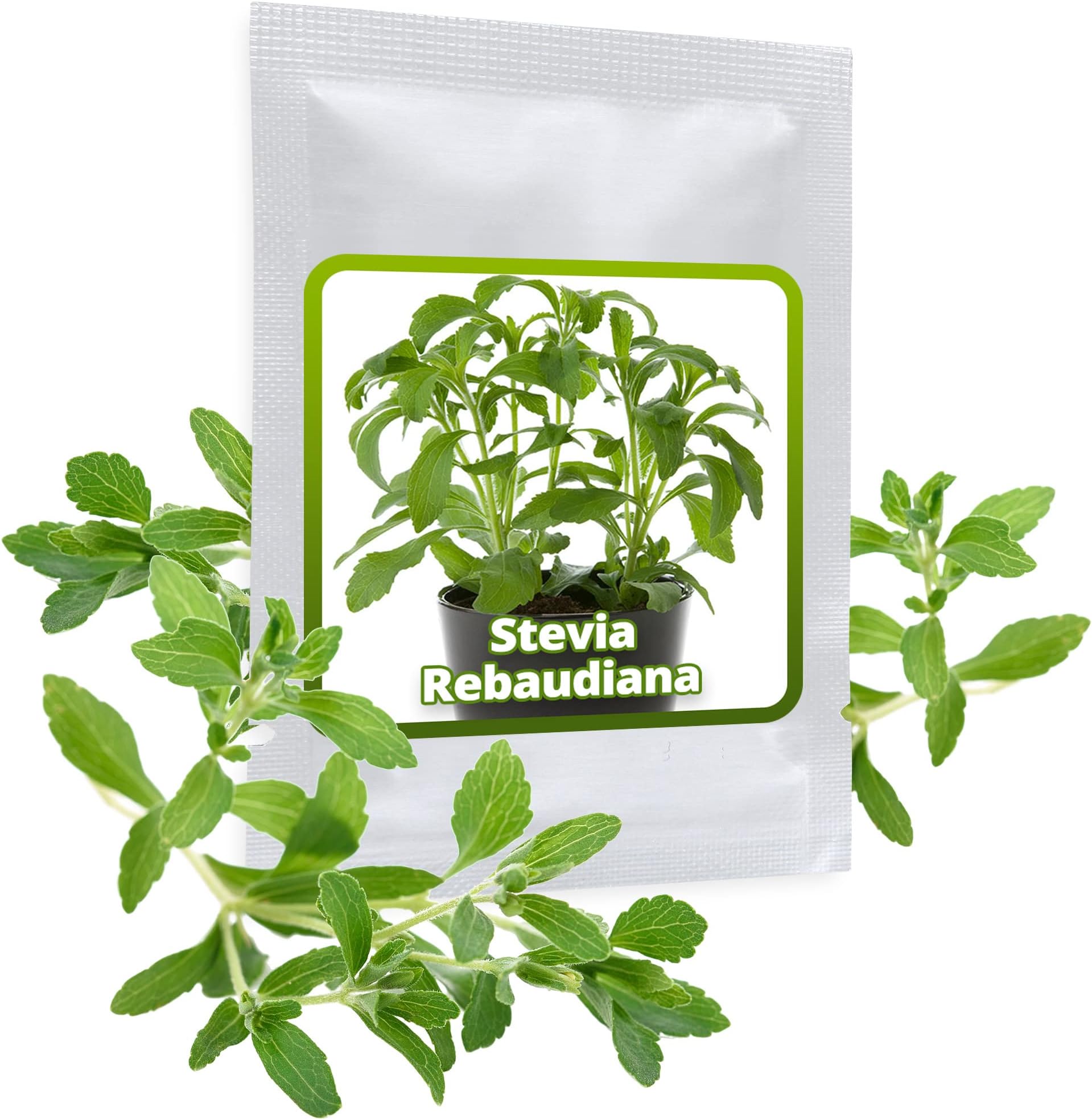 Stevia Seeds ca.100 pcs/Sweet Leaf/herb That has 300 Times The Sweetness of Sugar