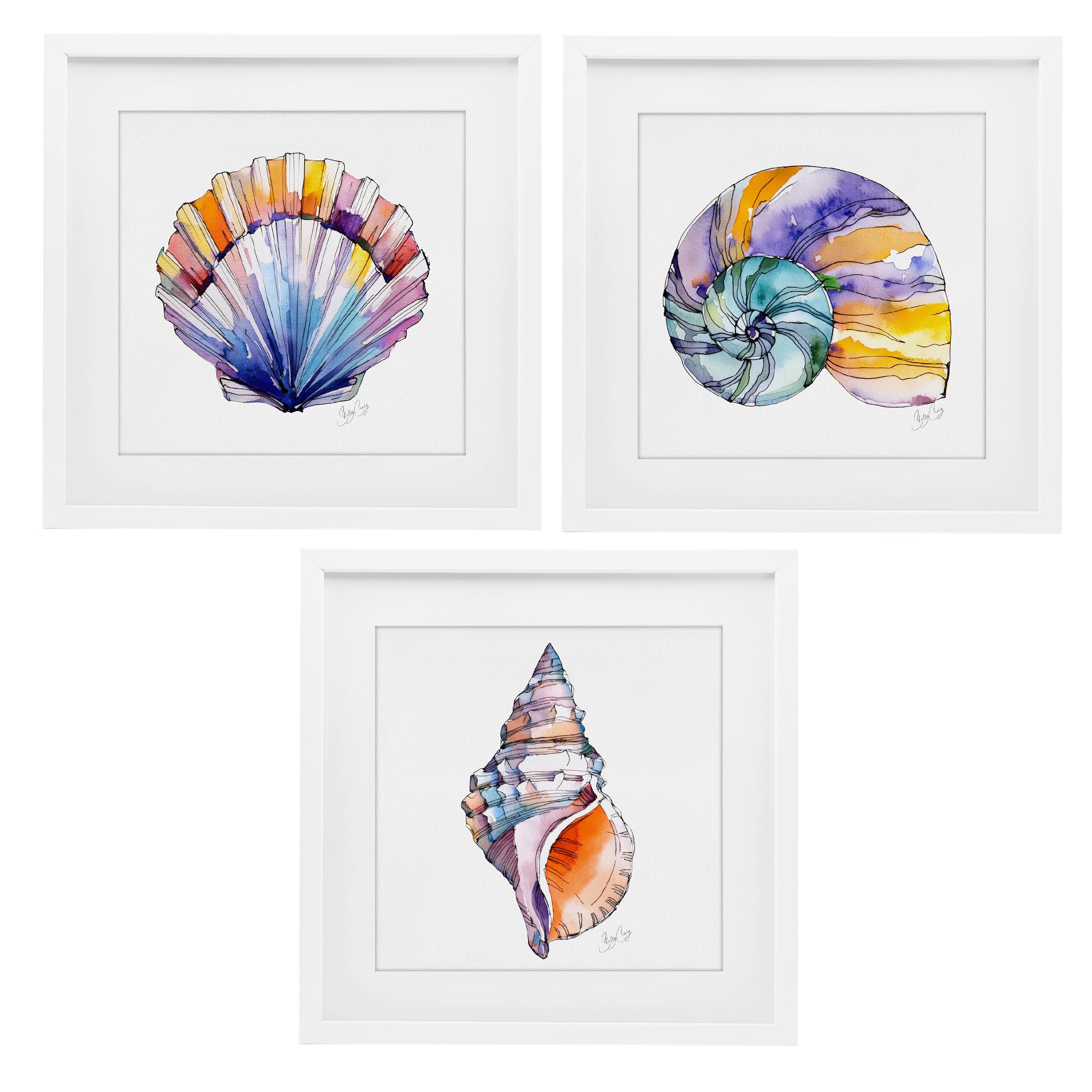 Stupell Industries 'Sunlit Seashells Watercolors', 3pc Framed Print Under Glass Set, White, 16 x 16 Inches, Easy to Hang and Sturdy, Made in USA, by Shelly Craig