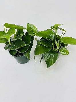 Heart Leaf Philodendron cordatum - (2 Plants) 4 Pots