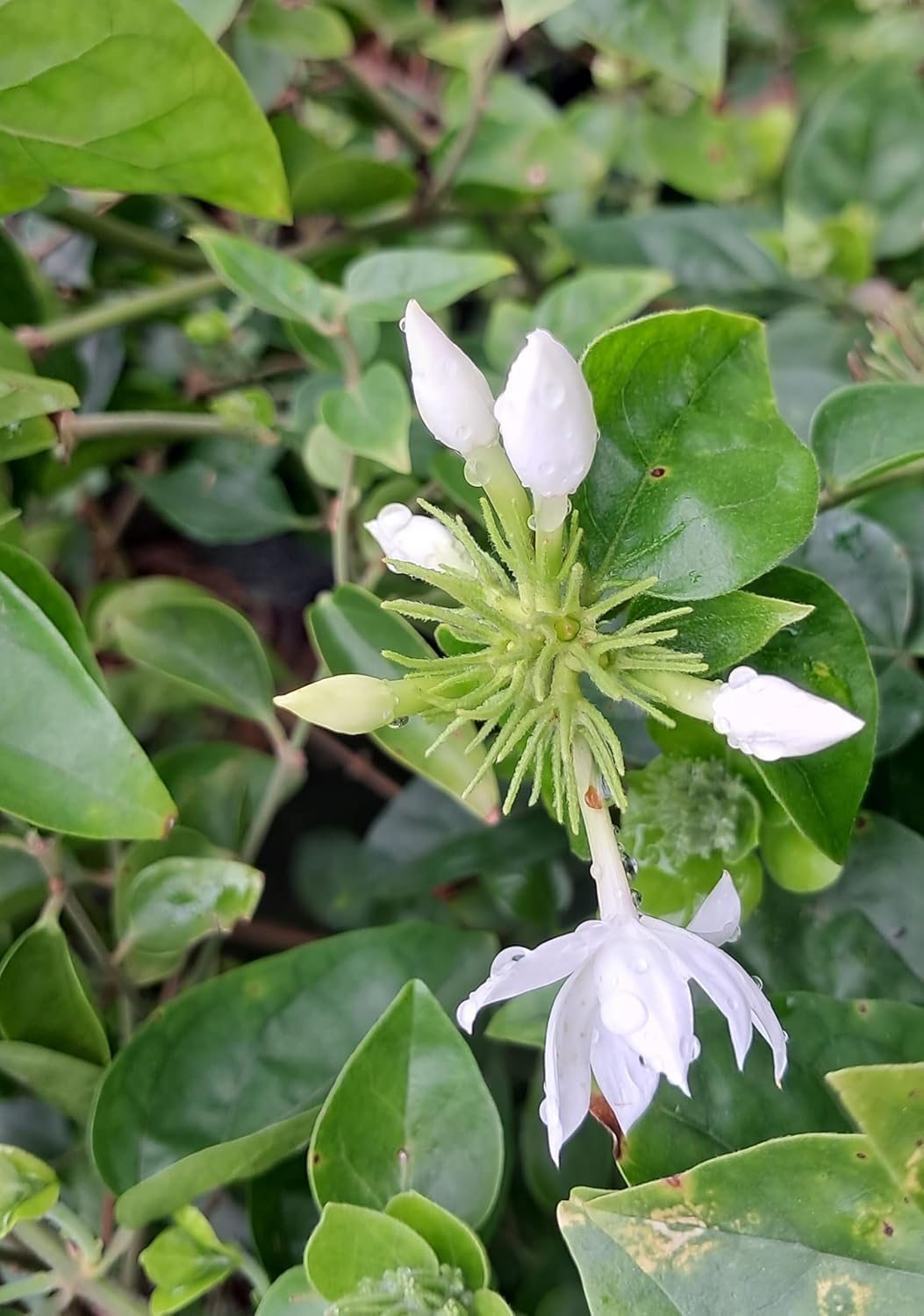 White kakatan/kakatan Jasmine Healthy Live Plant/Kakatan Poo Flower For Home Terrace and Garden With Safe & Secure Packing-image-16