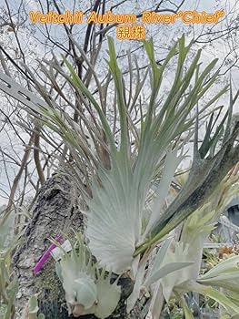 harma　ビカクシダAR x AR x AR spore Amazon.co.jp: 「初上陸最高峰」ビカクシダ AR x AR x AR spore