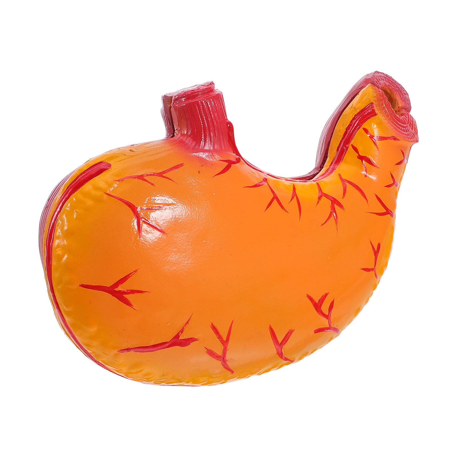 Modelo de Estómago Humano Ampliado para Anatomía Médica y Estudio