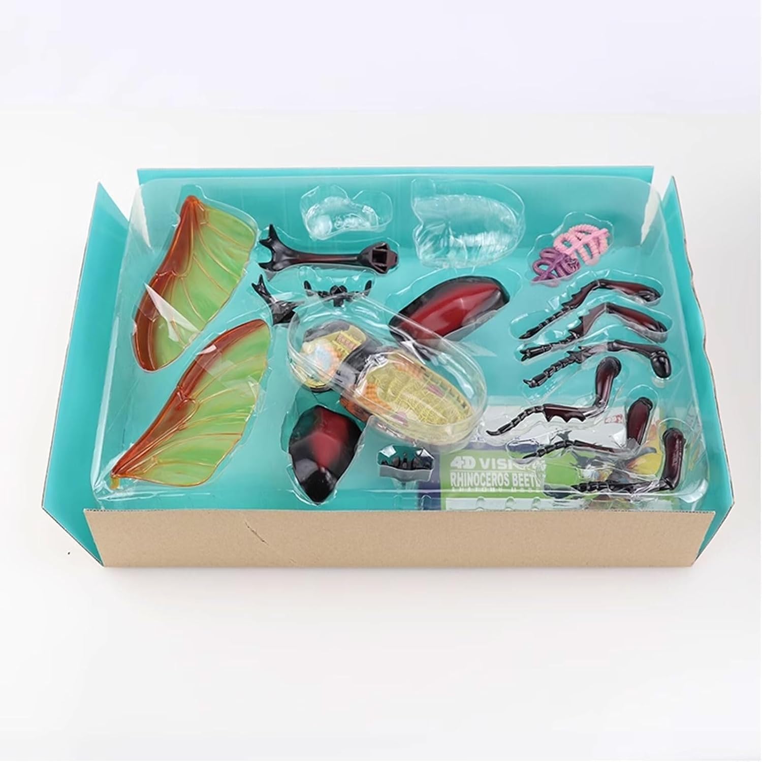 Human Anatomical Model, 4D Beetle Anatomical Models Internal Organ Skeleton Group Assembly Model Detachable Simulation Animal Insect Doll Decoration Medical Models