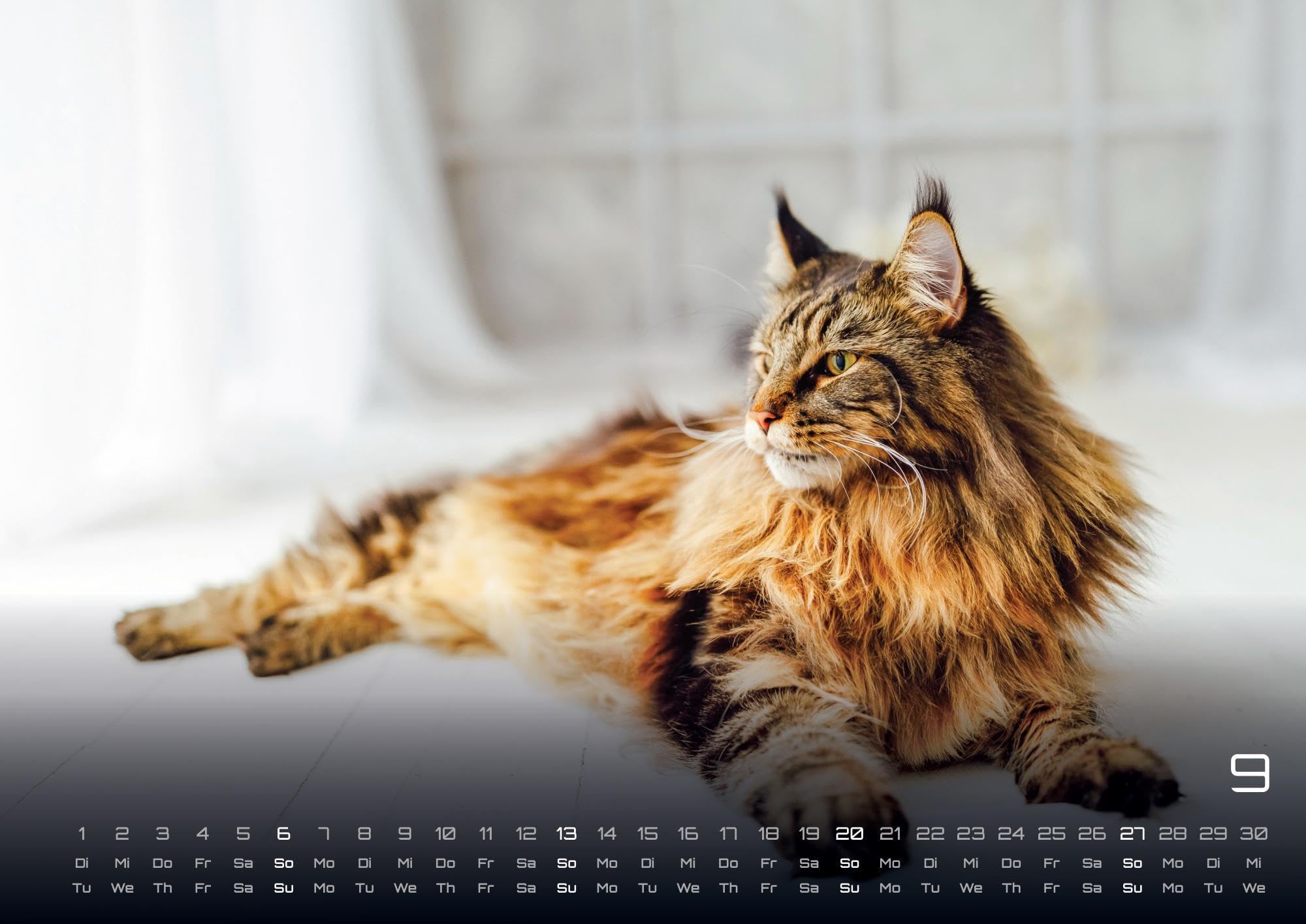 Miau - Unsere Stubentiger - Der Katzenkalender - 2026 - Kalender DIN A2: Der Wandkalender mit den schönsten Katzen-Motiven für das Jahr 2026 im extragroßen Format DIN A2 (ca. 60 x 42 cm)!