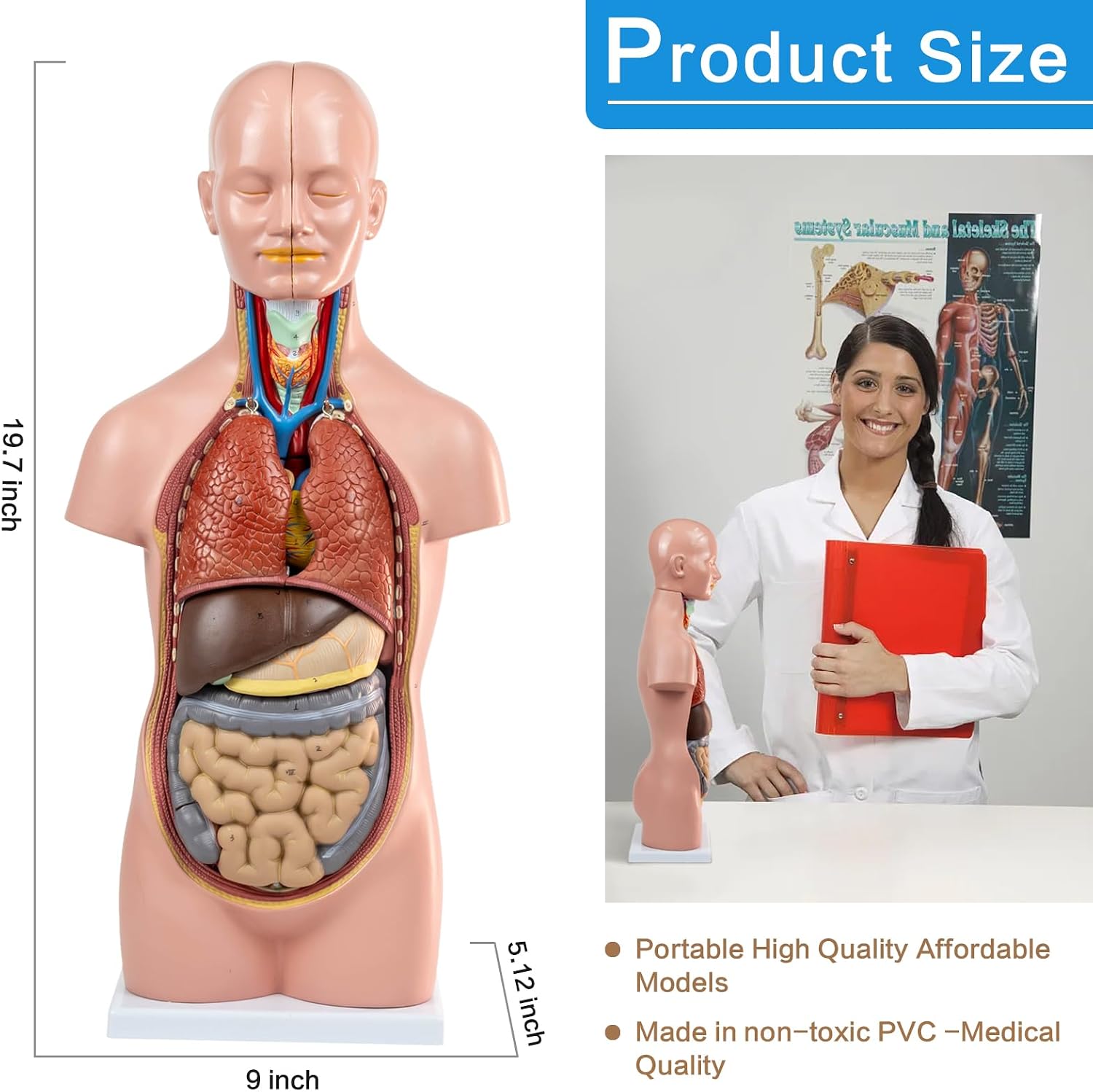 2026 New 20 inch Human Torso Model,12 Pcs Removable Human Torso Showing Section of Brain,Neck Dissected Exposes Muscular Neural,Vascular and Glandular Structure,Anatomy Model for Medical Learning
