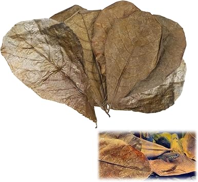 10 Pack Indian Almond Leaves for Betta Fish Tank Water Treatment, Catappa Leaves Reduce Stress shrimp aquarium care Lower pH for Aquarium Fish Tank Use