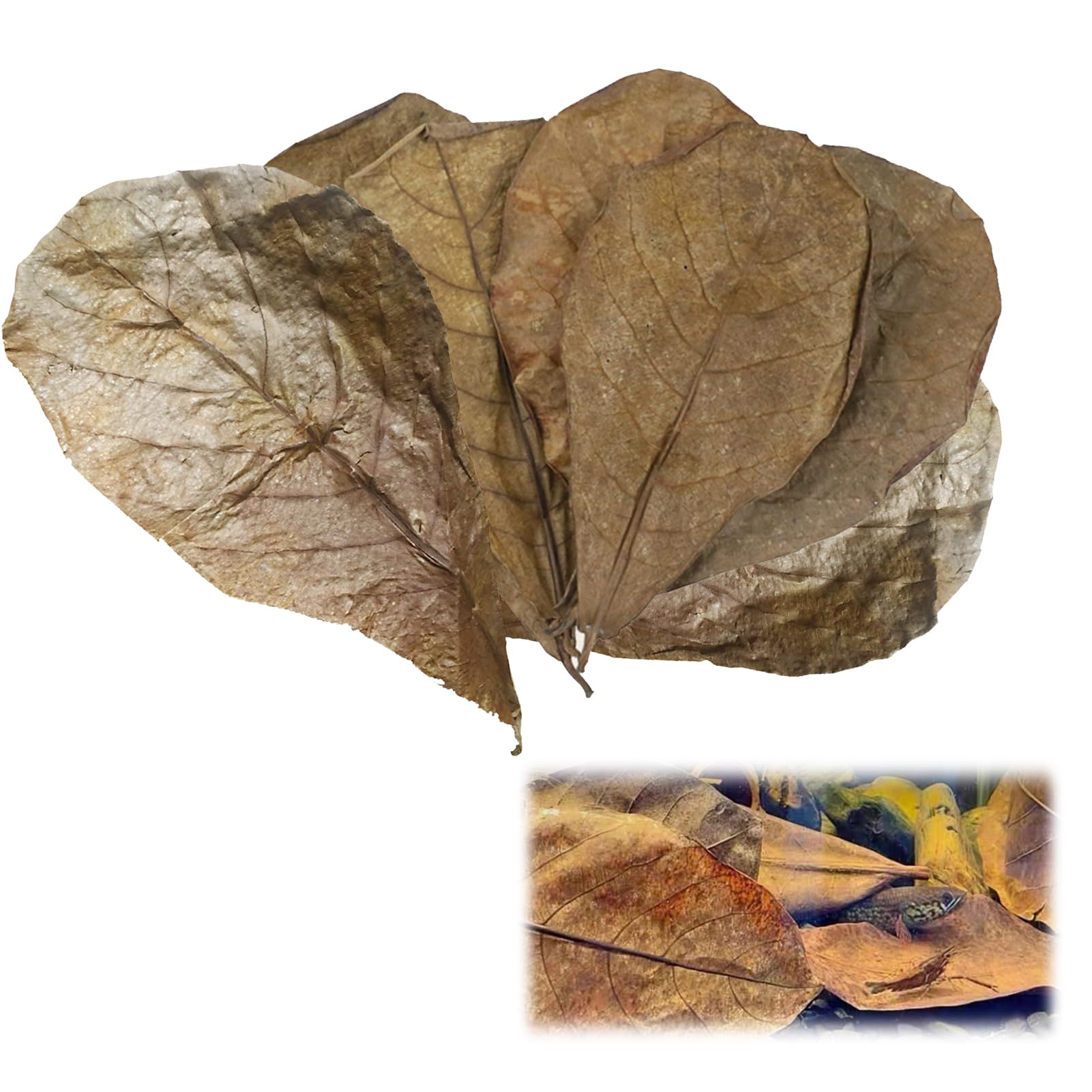 10 Pack Indian Almond Leaves for Betta Fish Tank Water Treatment Catappa Leaves Reduce Stress shrimp aquarium care Lower pH for Aquarium Fish Tank Use