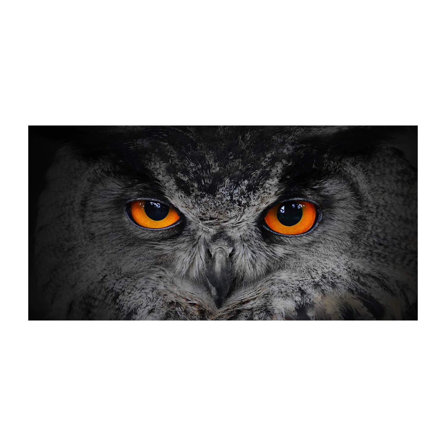 Image tableau photo sur verre panoramique 120x60cm animaux hibou