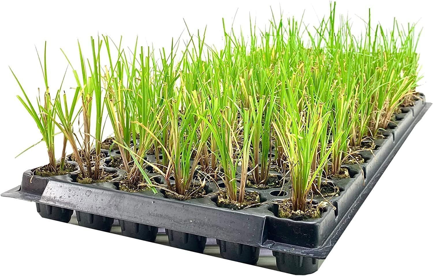Nile Queen Papyrus | 3 Live Plants | Cyperus Shade & Wet Tolerant Aquatic Foliage