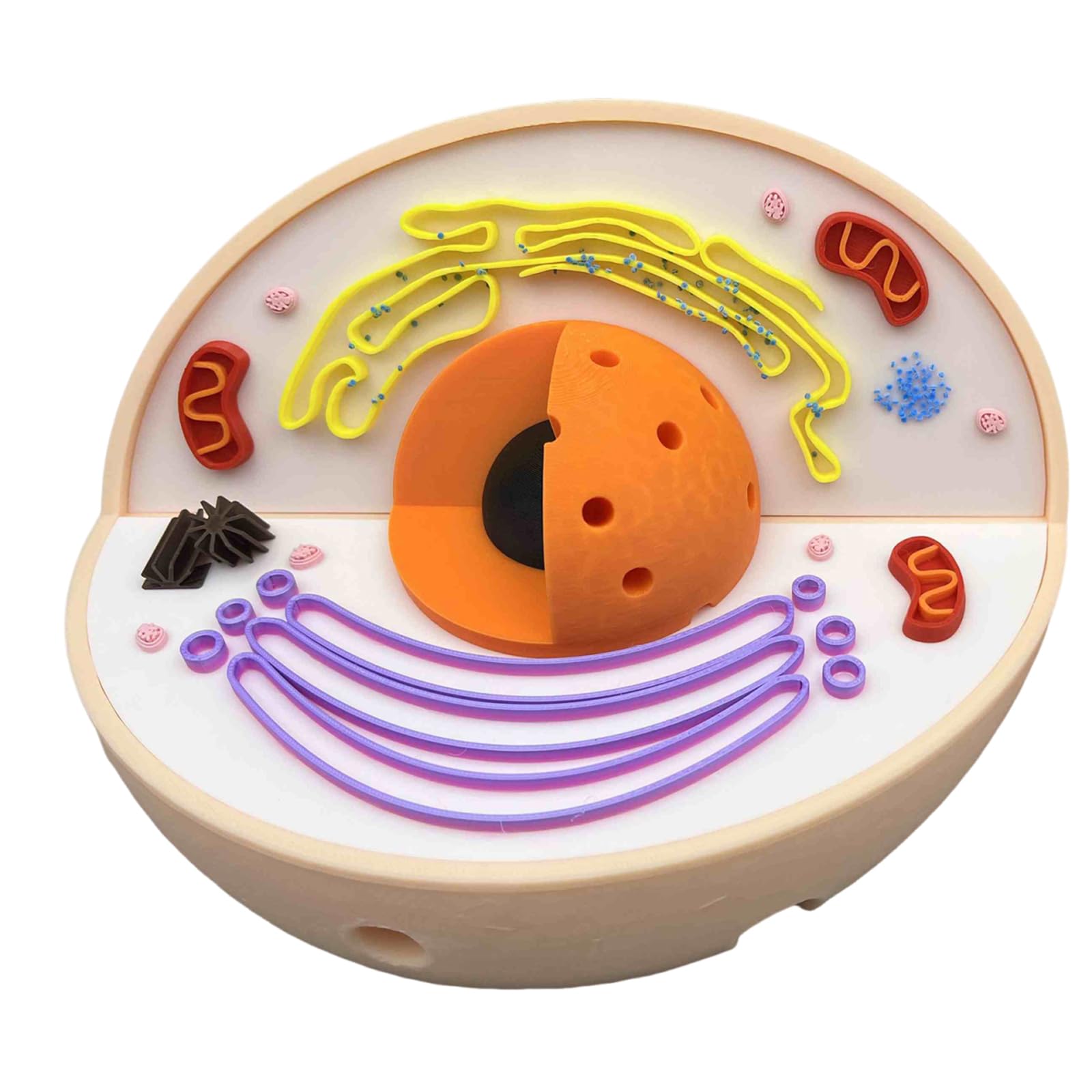 Modello di Anatomia della cellula Animale - Modello di cellula Animale 3D - Modello didattico di biologia per scopi di Laboratorio e di Ricerca