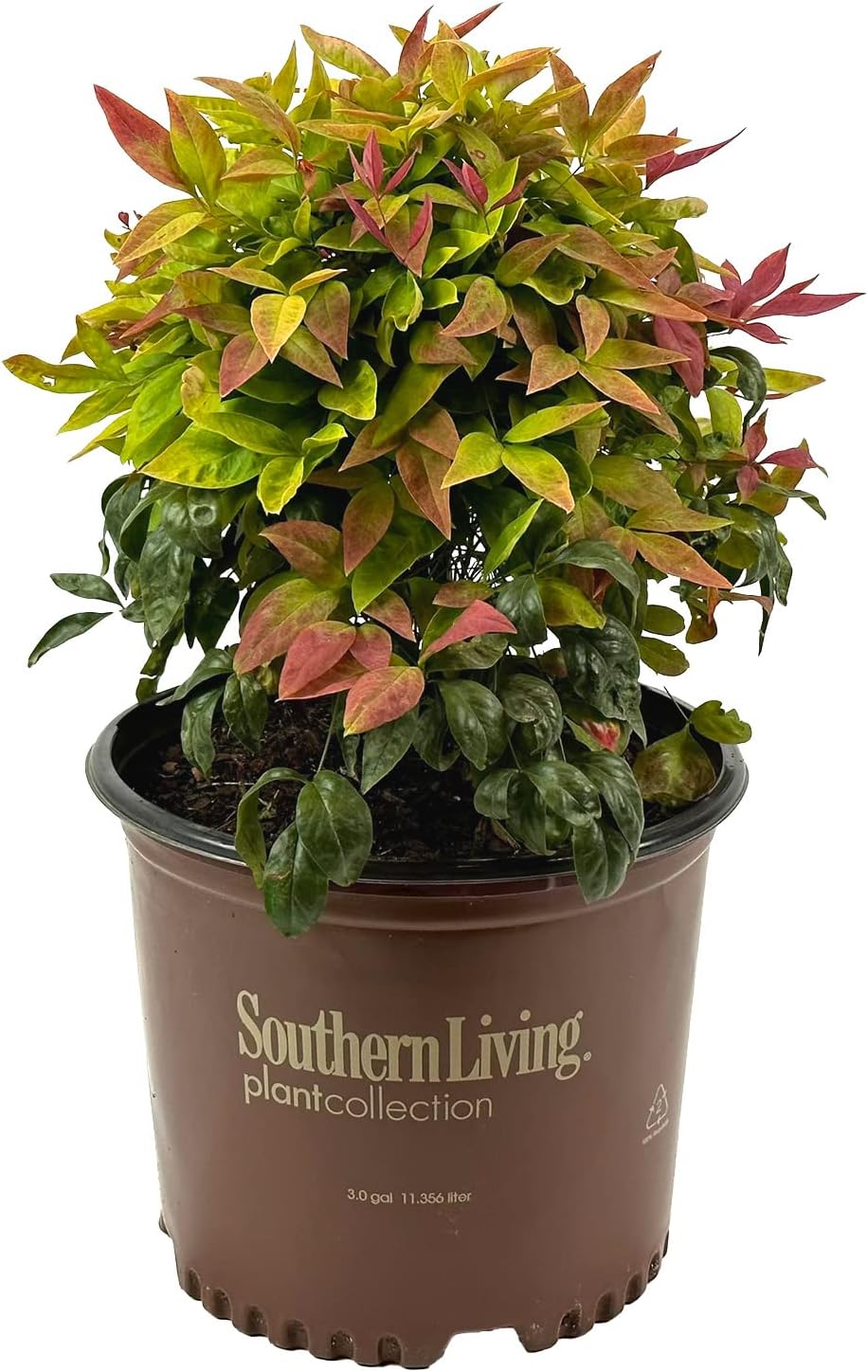 Blooming & Beautiful - Obsession Nandina - 3 gal - Southern Living - Evergreen Shrub - Red Colored Foliage - Compact Growing - Zones 6-10 - Nandina domestica 'Seika' PP21891-3 Gallon Pot