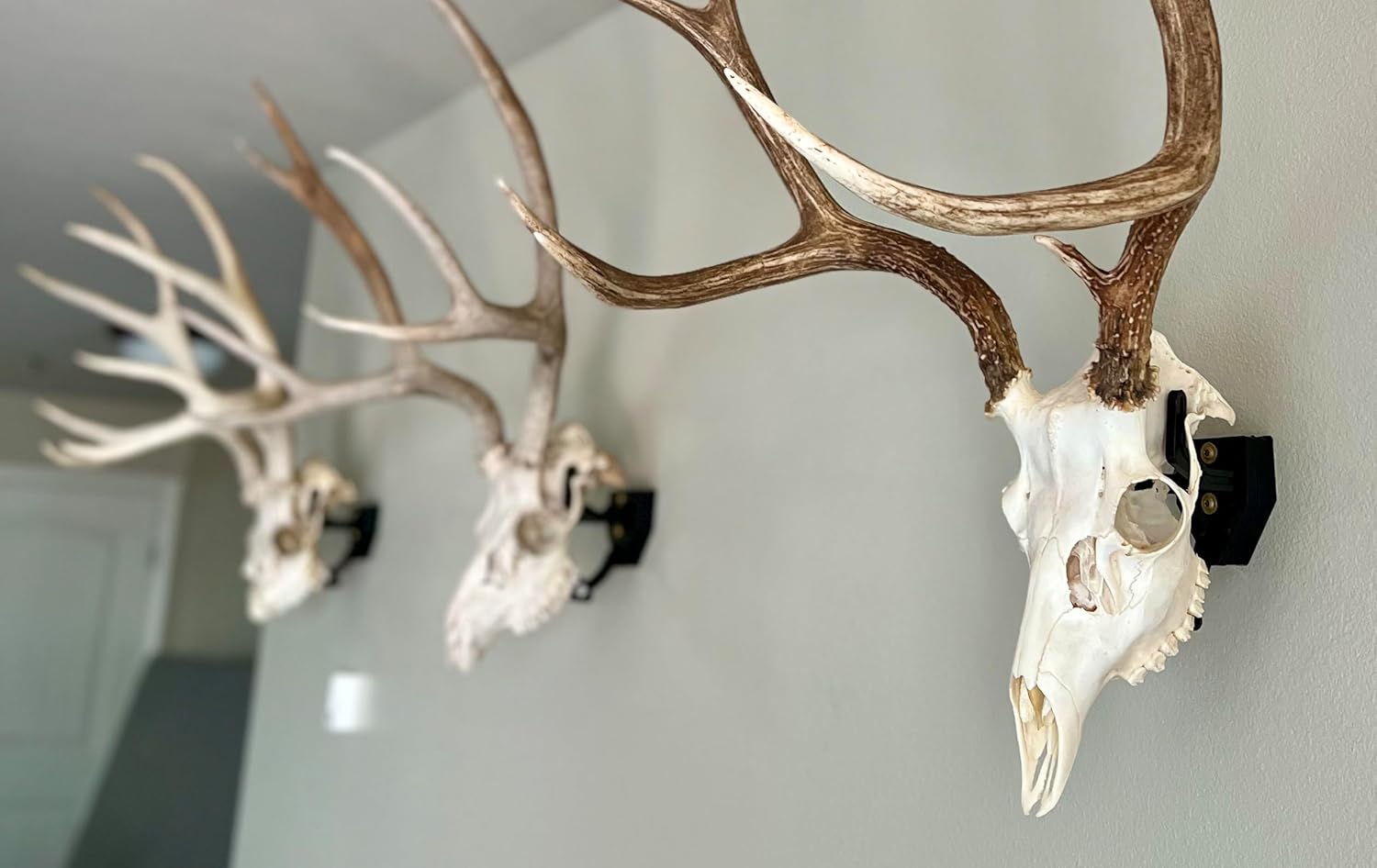 European Skull Mount Hangers Trophy Buck: Deer, Raging Bull: Elk, and Mammoth: Steer/Bison/Moose