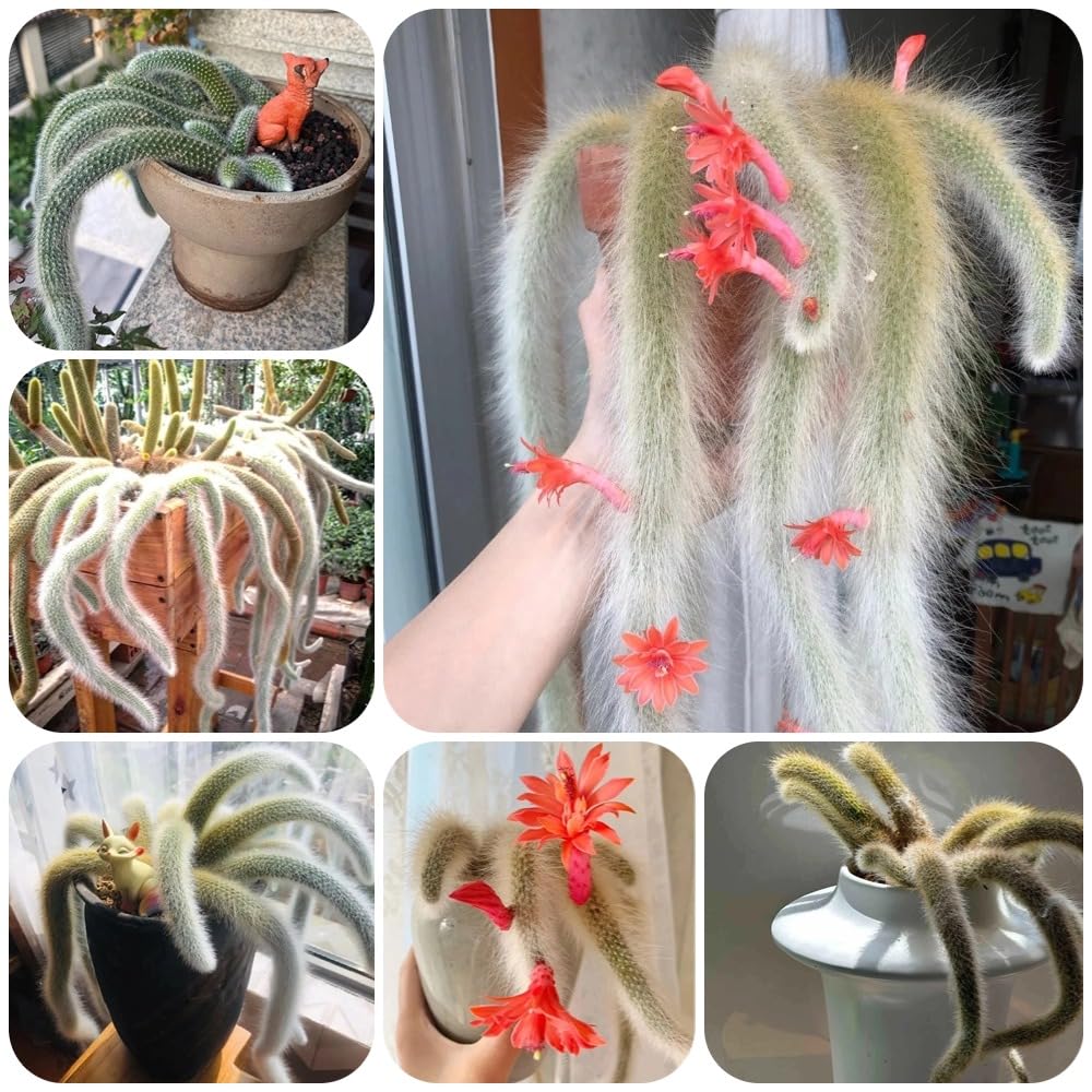 Semillas de Hildewintera colademononis, balcón con cama elevada, interior de cola de mono, para jardin 40pcs