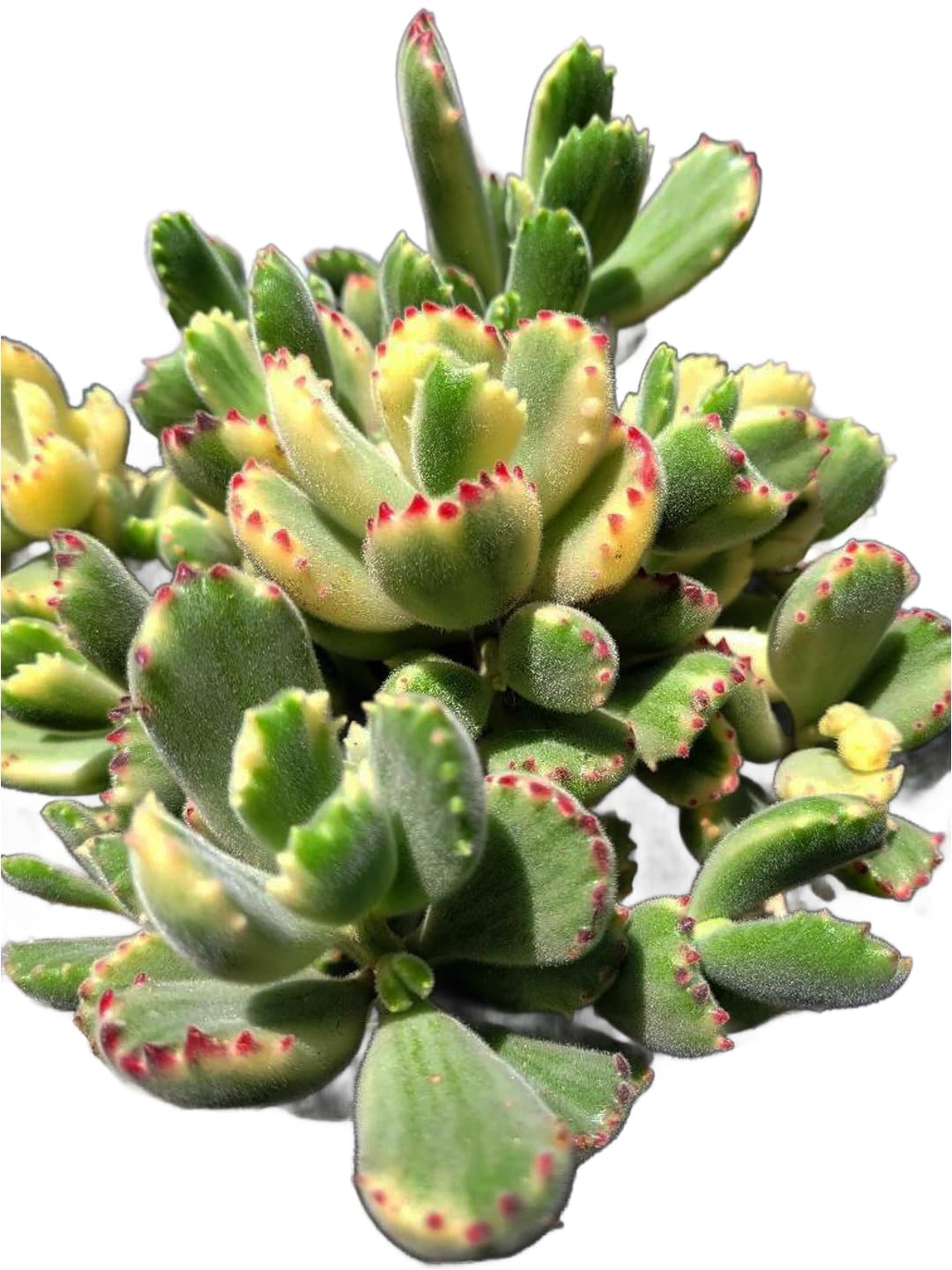 Amazon.com : Live Succulent 4" Variegated Bear Paws Rooted in Pots with  Soil Mix, Succulents Plants Live, Rare House Plant for Home Office Wedding  Indoor Outdoor Decoration, DIY Projects By The Succulent