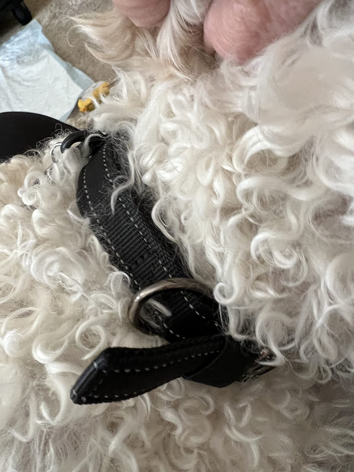 4/mo Finance Black Rhino The Comfort Collar Ultra Soft Neoprene