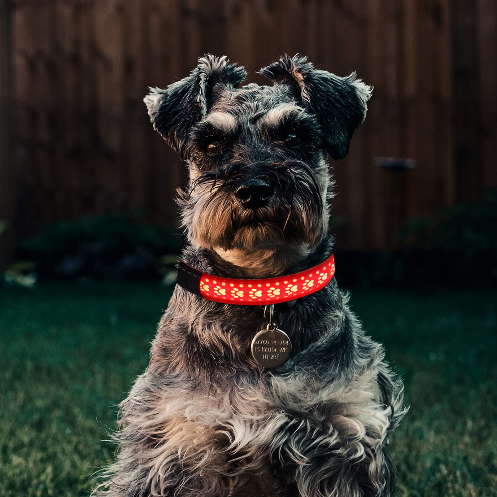 Didiseaon 3pièces Collier Lumineux pour Chien PU Et LED Clignotant Accessoire pour Animal pour Promenades Nocturnes