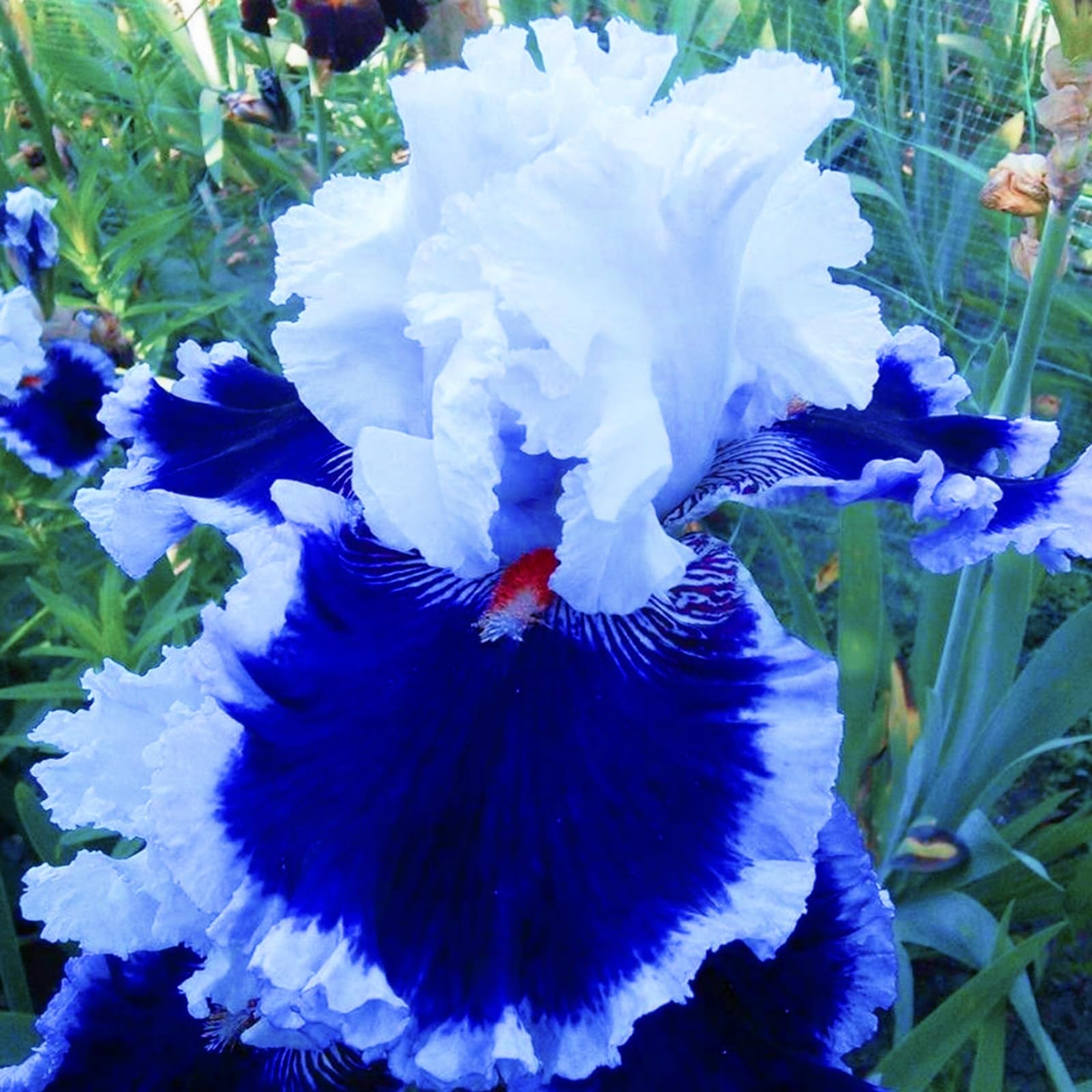 Iris Bulbs for Planting, Wedding, Now UK, Perfect UK Now, Perennial, Garden Flowers, Iris Bulbs, Simple Planting,-15bulb-a