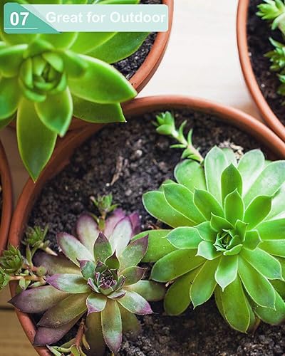 Miniatura 7 de vensovo Macetas de terracota gris de 5.7 pulgadas para suculentas poco profundas, paquete de 6 macetas de arcilla terracota con platillo, macetas de