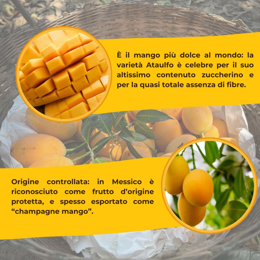 Pianta di Mango Ataulfo H 140 cm