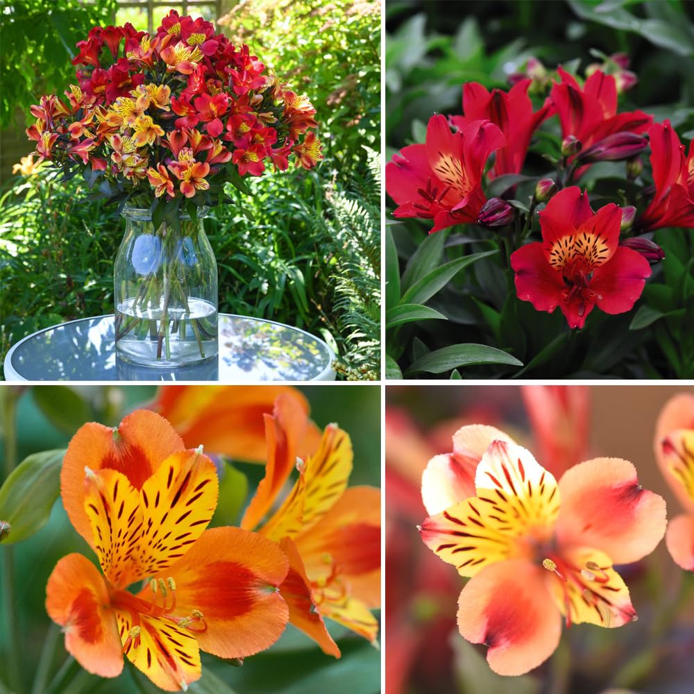 Alstroemeria Summer Trio - Exotic Collection for Stunning Bouquets and Vibrant Gardens - Compact, Hardy, and Upright Varieties - Extended Blooming Period - 6X Jumbo Plugs by Thompson & Morgan