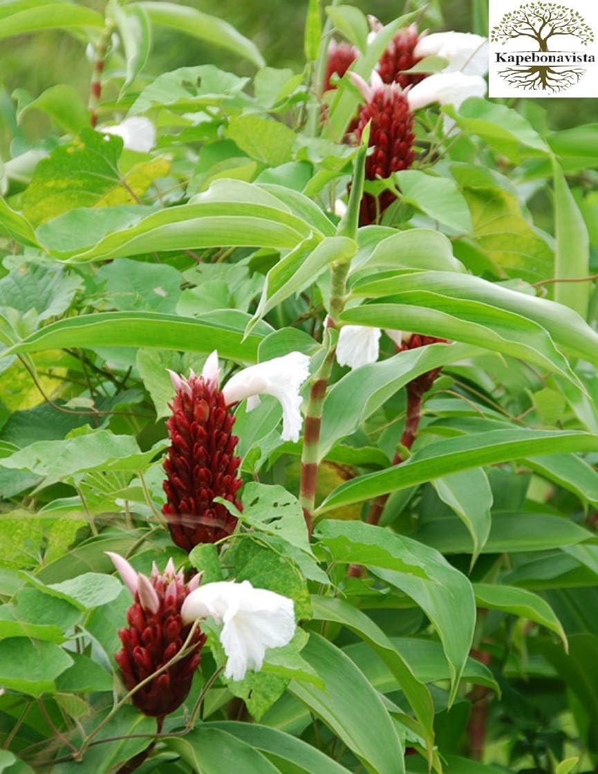 Kapebonavista® Keu Kushtha Pushkaramula Keumuk kushtha Jom lakhut Crepe Ginger Cane-Reed Malay Ginger Spiral Flag Spiral Ginger Wild Ginger Costus spirali Living Plant in Poly Bag