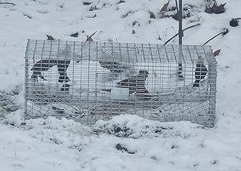 Gopher Hawk Trap Tomahawk Double Door Pigeon Trap - Model 502R... Gopher Hawk Trap Tomahawk Double Door Pigeon Trap - Model 502R...