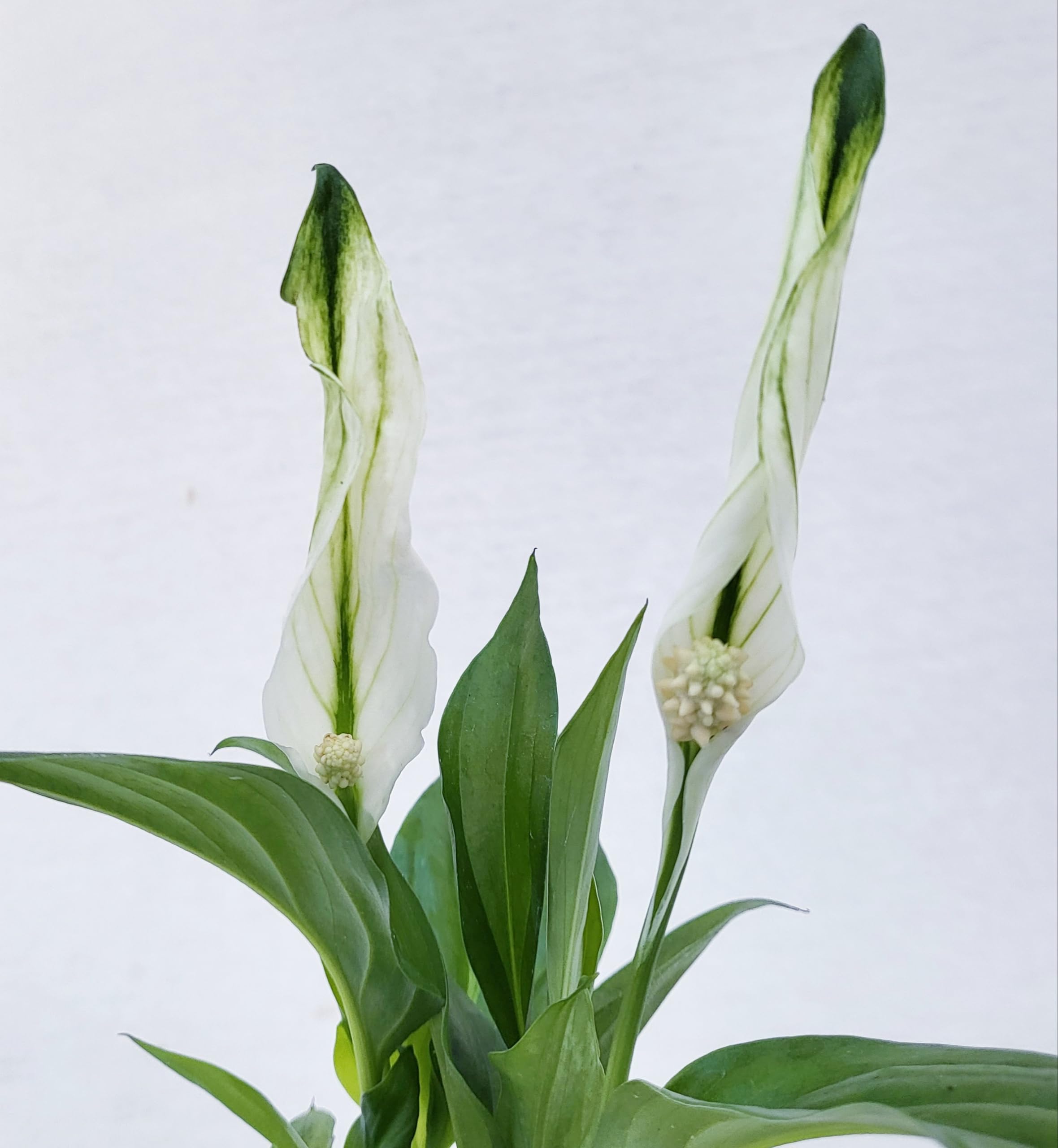 SPATIFILLO - GIGLIO DELLA PACE(spathyfillum sp.) - vaso cm 13, altezza cm 55. - Mio Garden