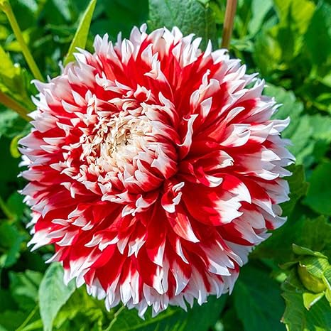 Amazon ダリア球根 可愛い 庭の装飾植物 綺麗な 楽しい 花の球根 春の園芸植物 ゴージャス リビングルームの装飾 8 球根 ガーデンオーナメント 置物