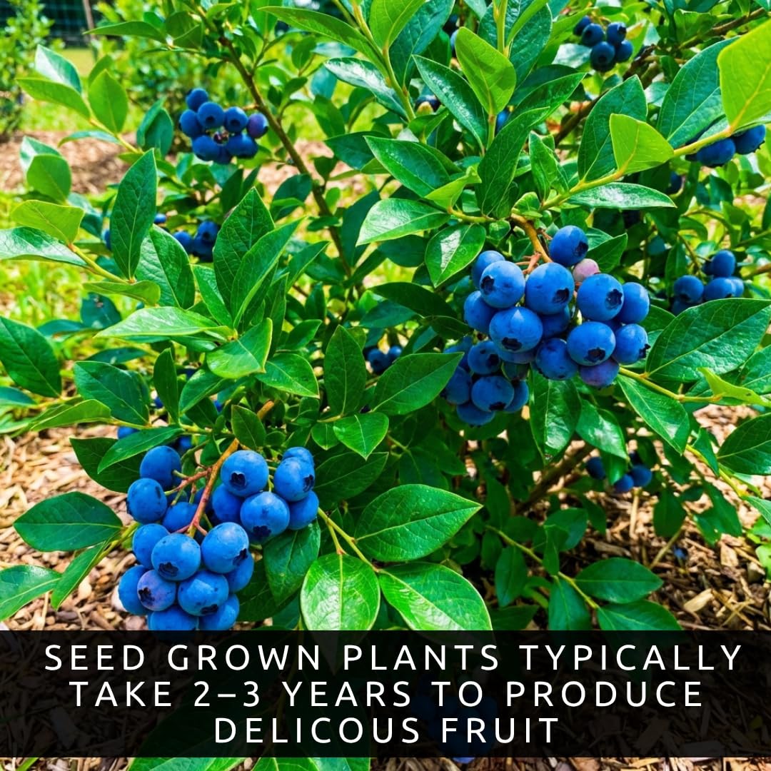 Amazon.com : Blueberry Seeds for Planting (100 Seeds) – Grow Your