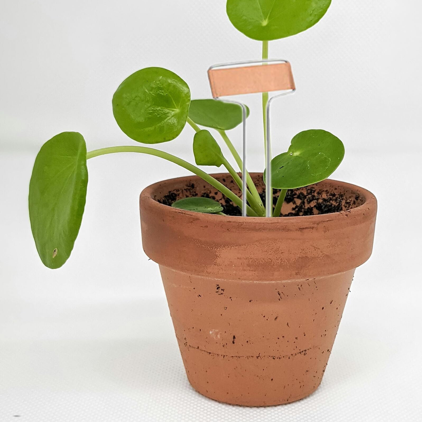 25 Stück Gemüsegartenmarkierungen Gartenmarkierungen für Pflanzen Etiketten für Gartenpflanzen Pflanzenidentifikationsetiketten Metall -Boden -Tag Silver