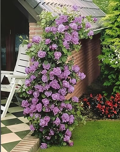 10 Semillas de flores fragantes trepadoras de rosas rosas rosas moradas