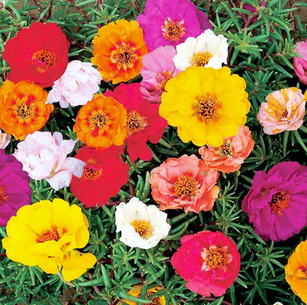 Portulaca Moss Rose Mix, 4 Pack Live Plants, Multi-Color Summer Blooming Flowers, 6 Inches Height. California Delivery