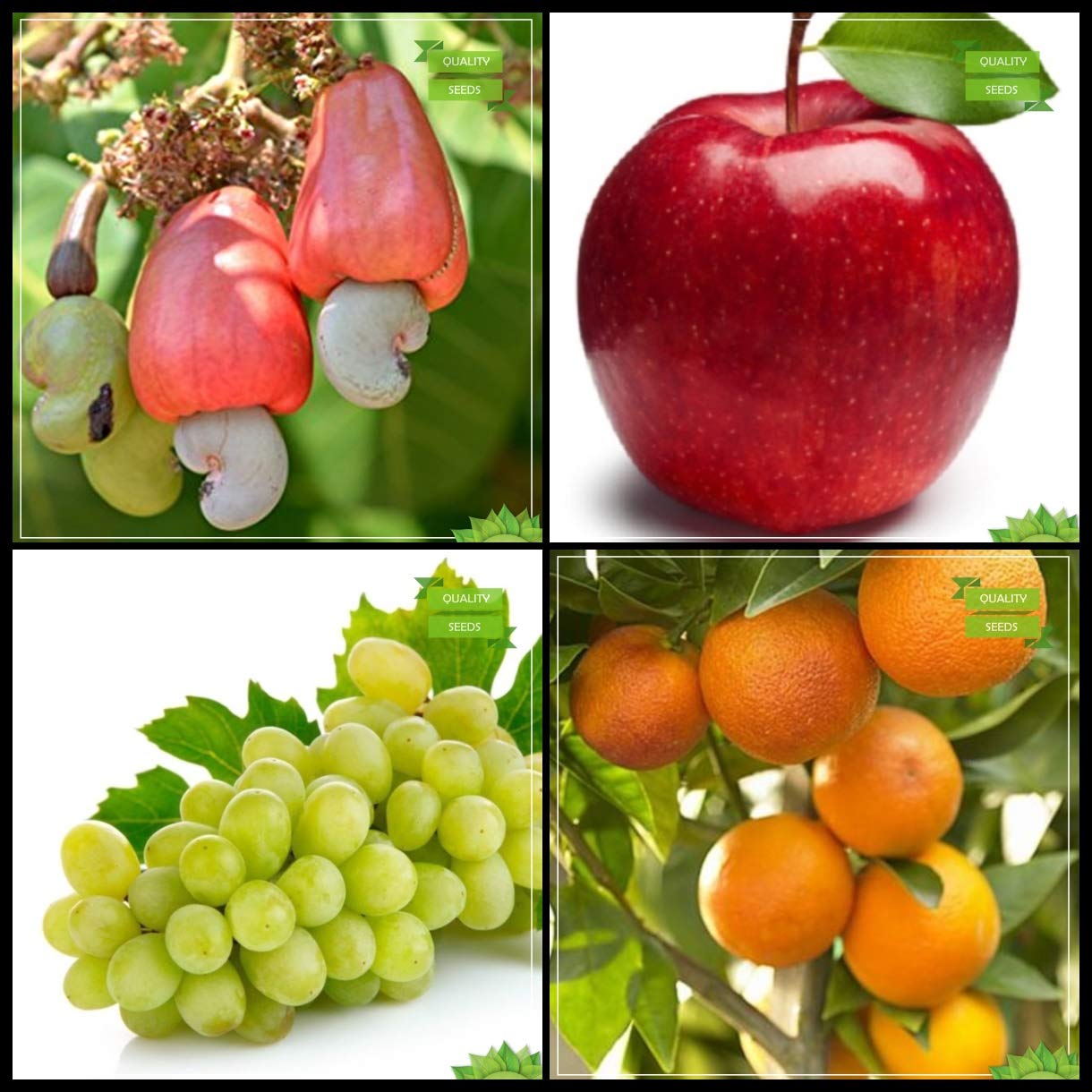 Creative Farmer Garden Seed Combo Fruit : Cashew, Apple, Grape, Orange Fruit Terrace Gardening (B07HTPNSZT) Amazon Price History, Amazon Price Tracker