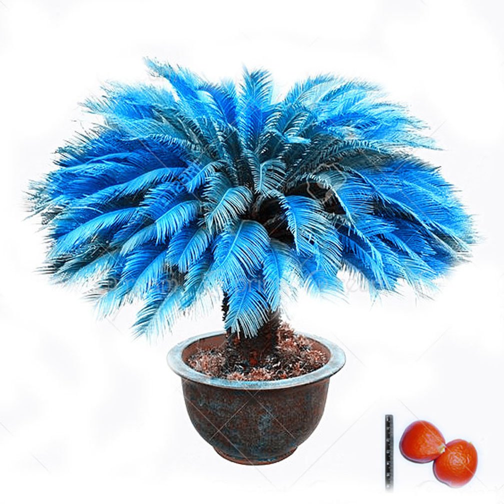 2pcs Bag Blue Cycas Seeds Sago Palm Tree Seeds Bonsai | Desertcart Aruba