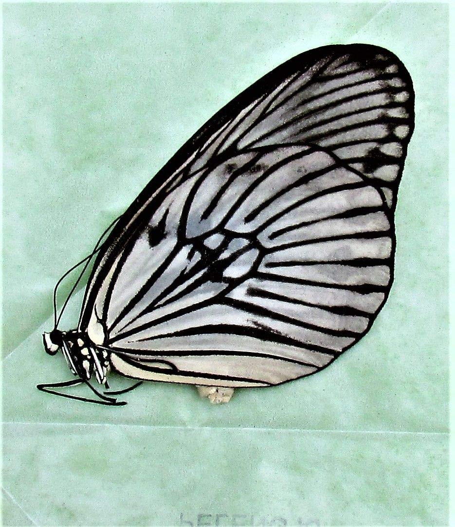 Real Peleng Rice Paper Butterfly Idea blanchardi kuhni Folded