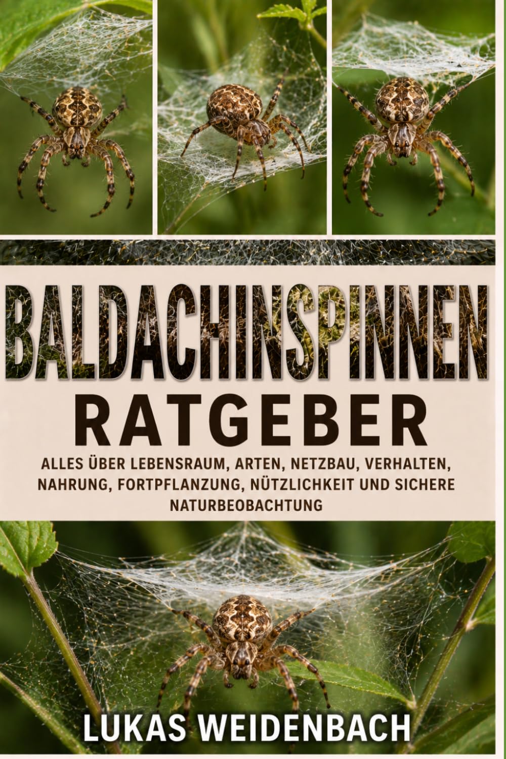 Baldachinspinnen Ratgeber: Alles über Lebensraum, Arten, Netzbau, Verhalten, Nahrung, Fortpflanzung, Nützlichkeit und sichere Naturbeobachtung