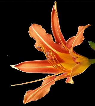 Hemerocallis 'Orange' (25 Bare Root Plants)