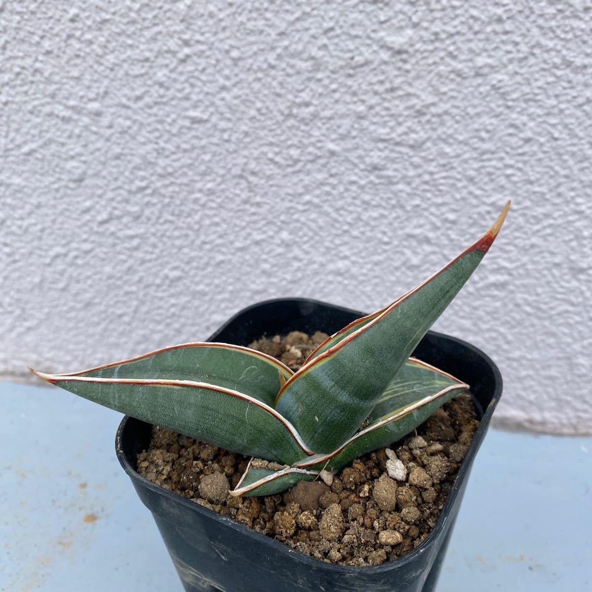 Sansevieria Rorida 観葉植物　サンスベリア　ロリダ　斑入り Amazon.co.jp: サンスベリア ロリダ 斑入り Sansevieria Rorida