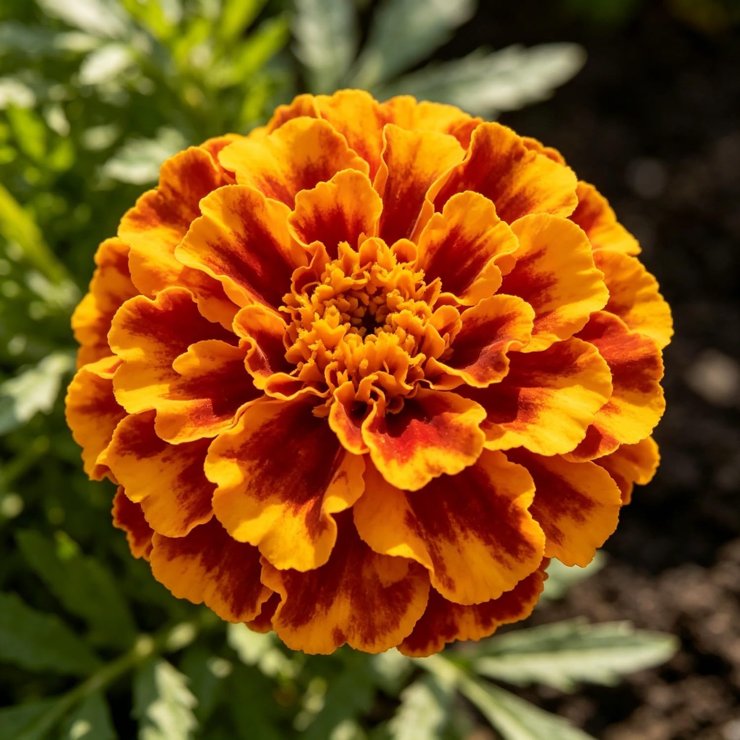 French Marigold（Tagetes patula） Seeds-Hardy Perennial,Suitable for Garden Plants, Landscape Design, Indoor and Outdoor Potted Plants, Vibrant Floral Display Garden-1500pcs-P