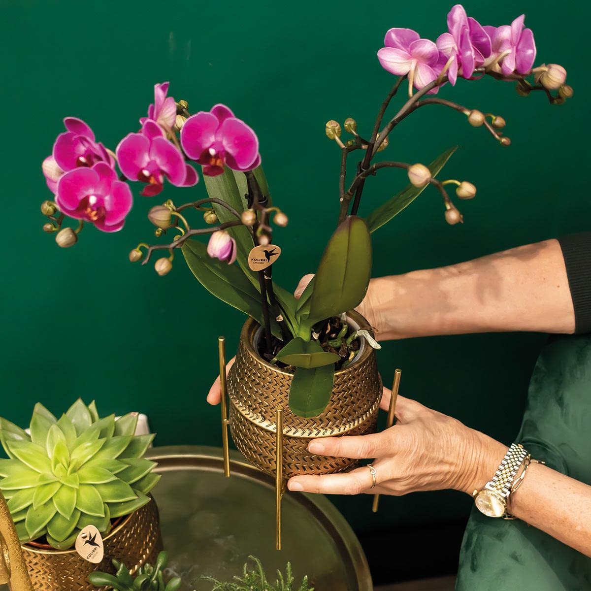Kolibri Orchids | Lila Phalaenopsis Orchidee - Morelia + Groove Ziertopf gold - Topfgröße Ø9cm - 35cm hoch | blühende Zimmerpflanze - frisch vom Züchter