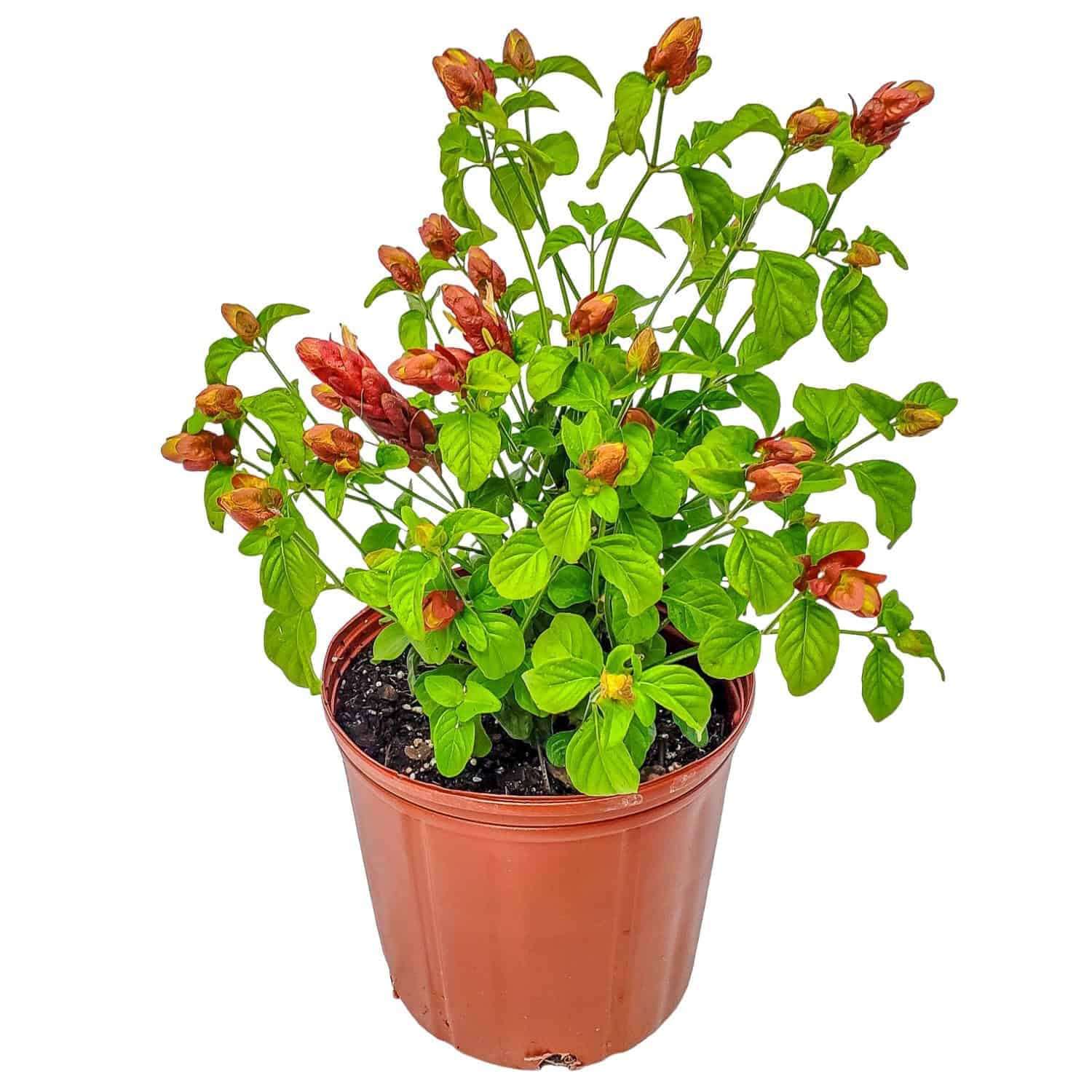 Tropical Plants of Florida Shrimp Plant Bush