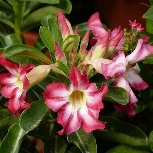 Miniatura 3 de Semilla de rosa del desierto para plantar, 100 semillas mixtas de Adenium Somalense, plantas de flores arbustivas, rosa del desierto sin OMG para