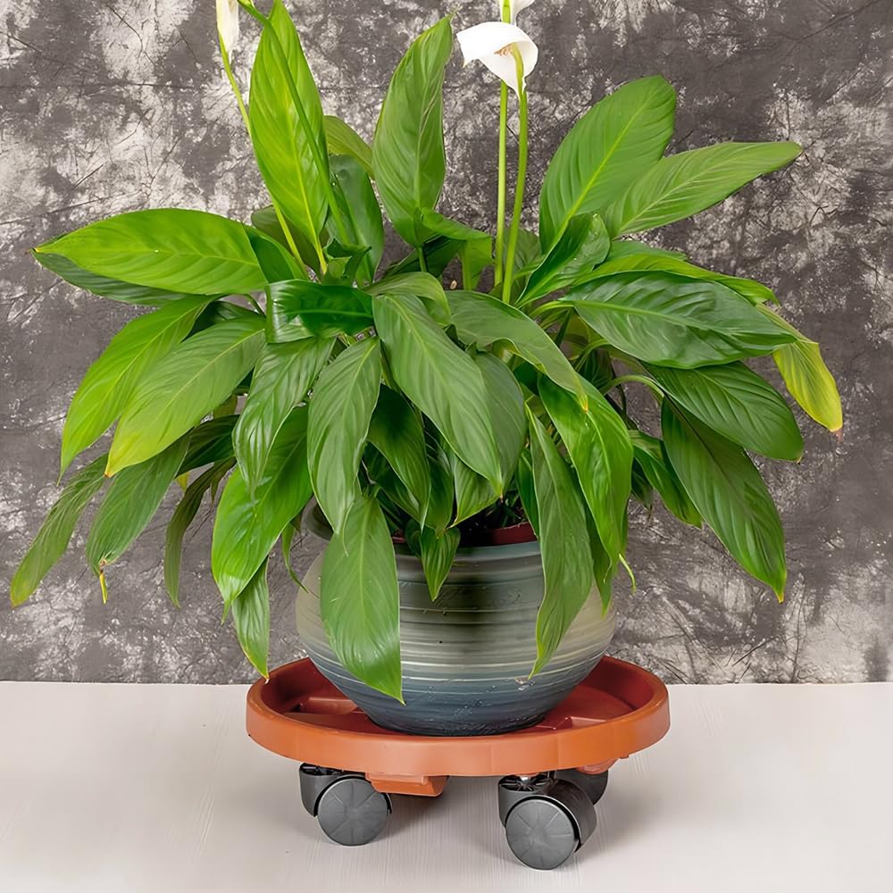 Hggzeg Paquete de 3 organizadores para plantas con ruedas, carro resistente a la oxidación para macetas, soporte redondo para mover plantas en maceta para jardín, herramientas de interior y exterior