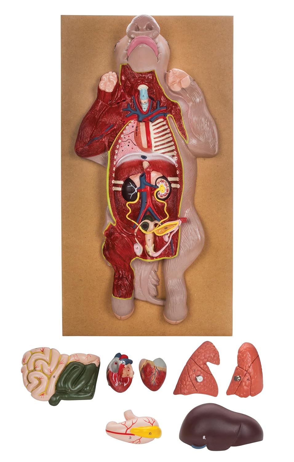 EISCO Premium Model Pig Dissection