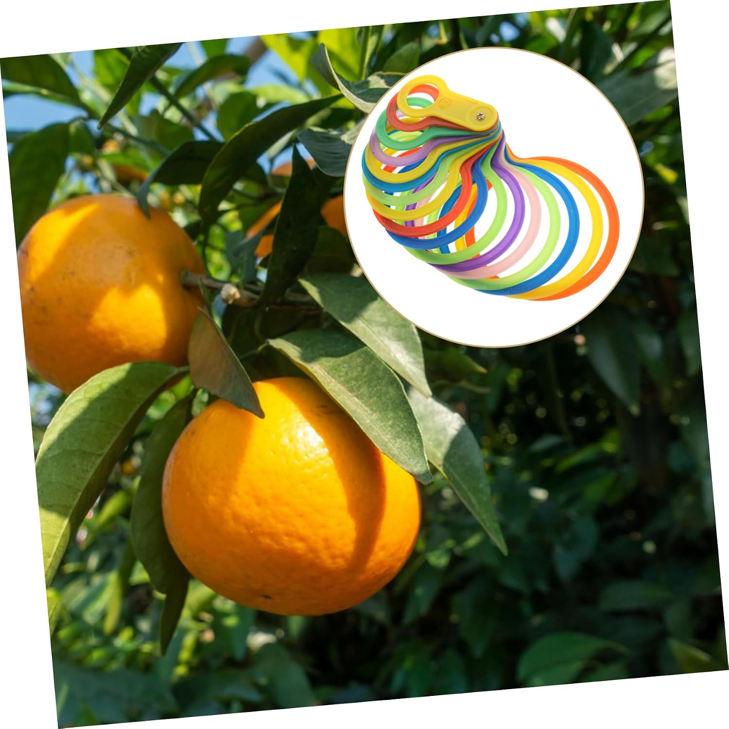 Fruits Measuring Ring Circle Measuring Device Orange Measuring Tool Diameter Measuring Ruler Plastic Fruits Gauge Ruler For Oranges Peaches