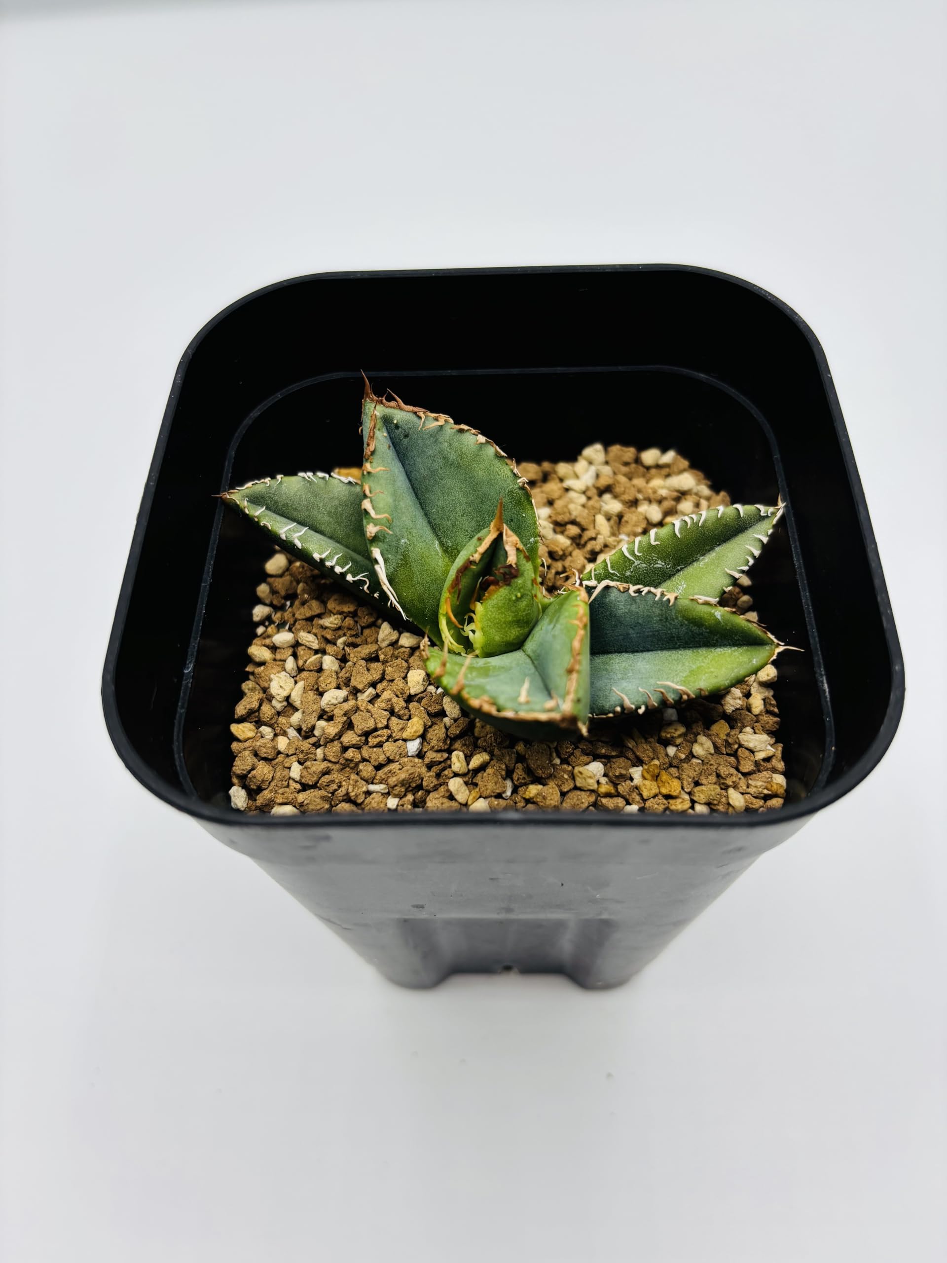 三*也様 アガベ　チタノタ　麻花龍 　 【激安特価　期間限定】 Amazon｜アガベ チタノタ 麻花龍/Agave titanota 'Ma Hua Long'/観葉