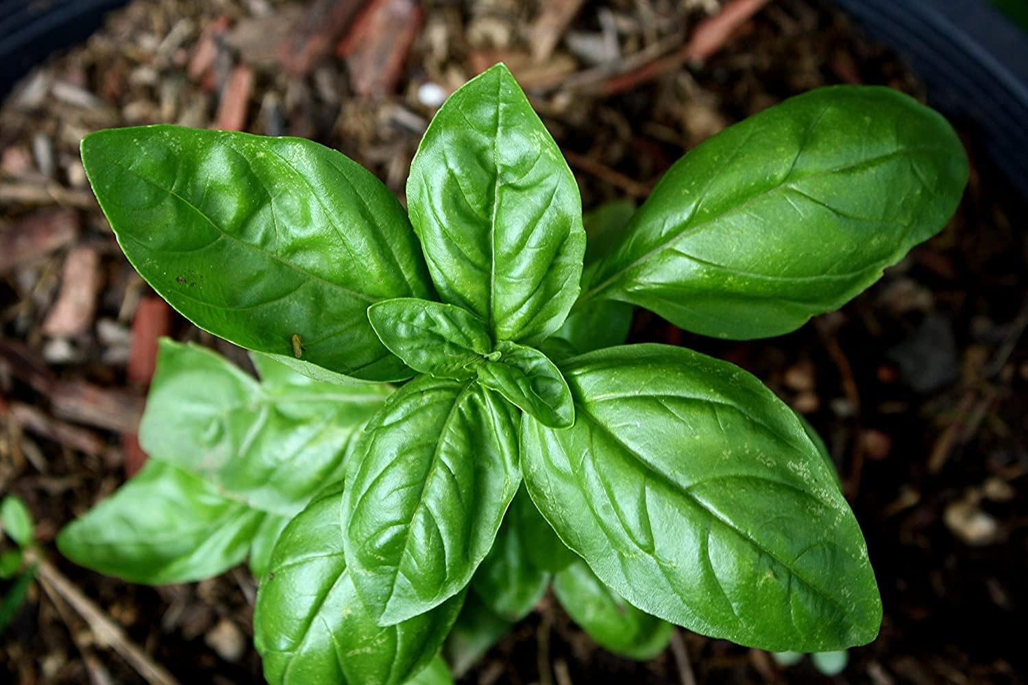 Clovers Garden Sweet Basil Herb Plants- Two (2) Live Plants - Non-GMO - Not Seeds -Each 4"-8" Tall- in 4 Inch Pots, Gardener Favorite, Harvest All Season