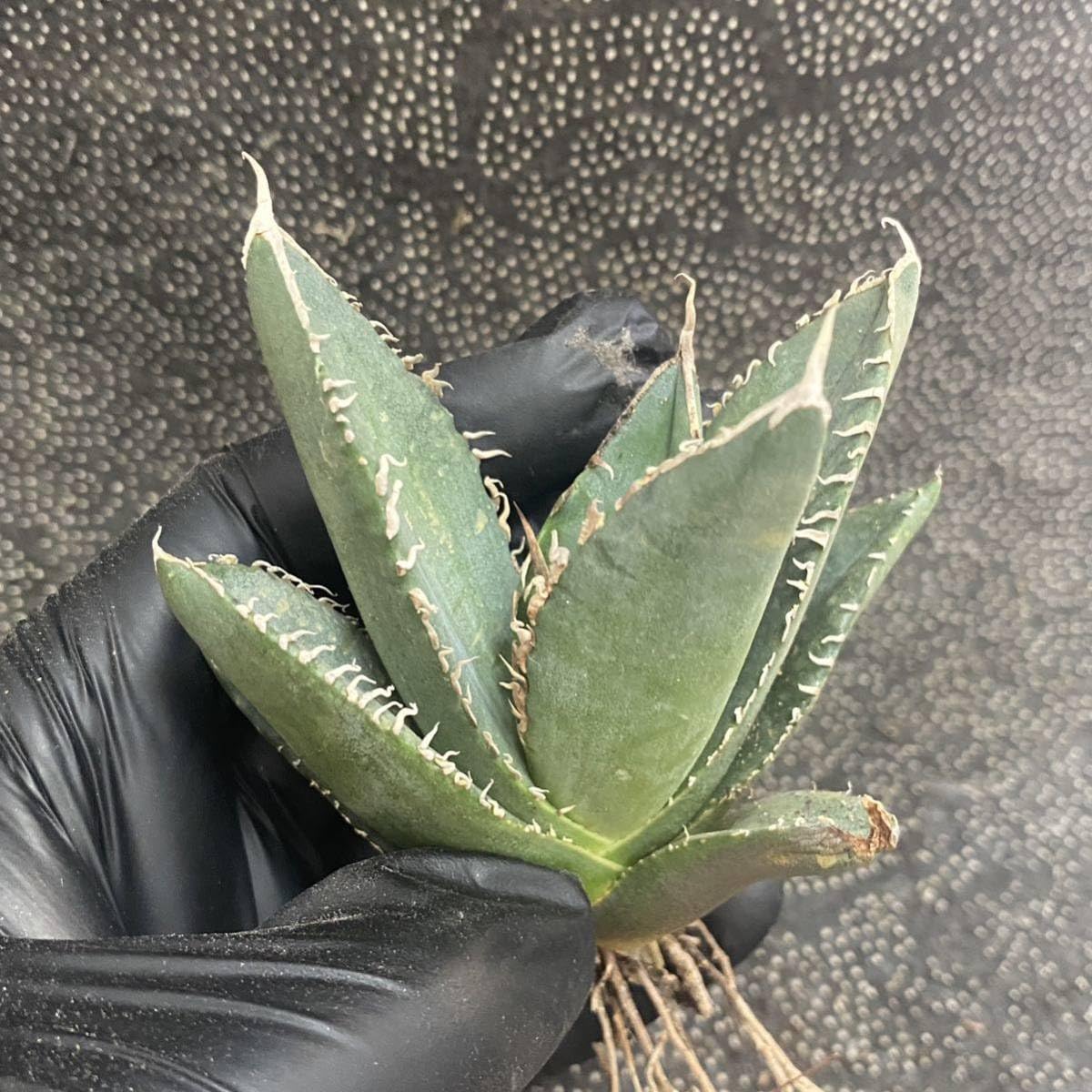 Amazon.co.jp: 多肉植物 アガベ チタノタ SAD 小株 発根済 : DIY・工具 